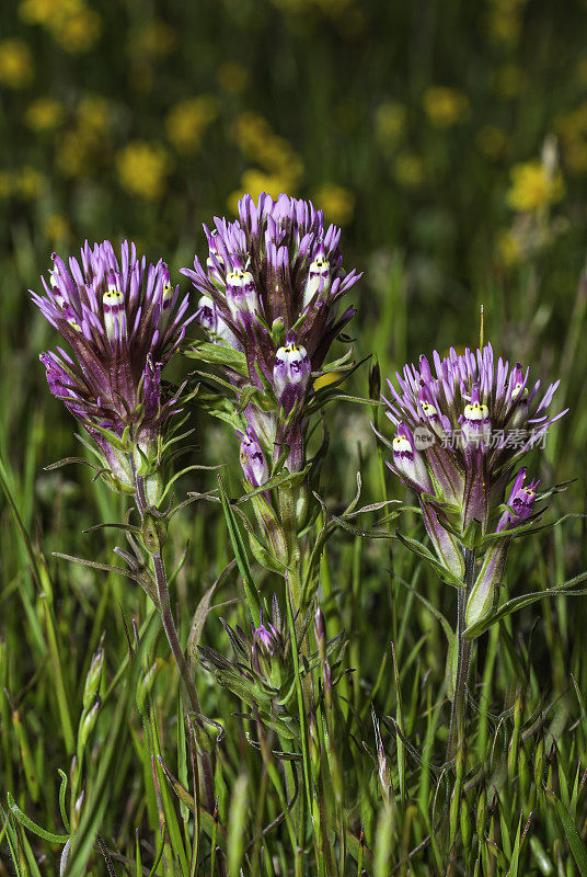 猫头鹰苜蓿，卡斯蒂列亚densiflora，托莱湖地区公园，索诺玛县，加州。Castilleja densiflora是一种印度画笔，俗称密花印度画笔。